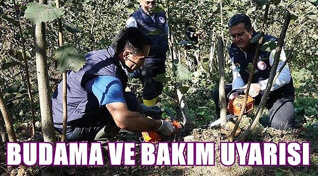 Fındık üreticisine budama ve bakım uyarısı