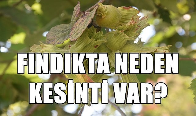 Fındıkta yüzde 3.18 neden kesinti var?