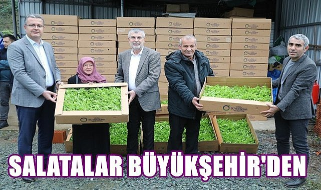 Ordu Büyükşehir 350 bin adet marul fidesi dağıttı