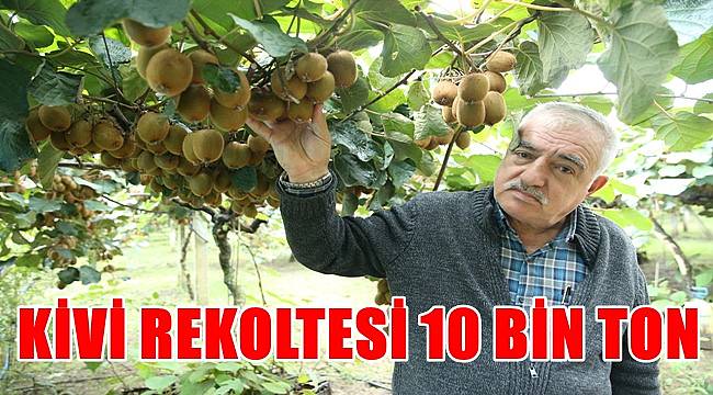 Ordu&#039;da 10 bin ton kivi rekoltesi bekleniliyor