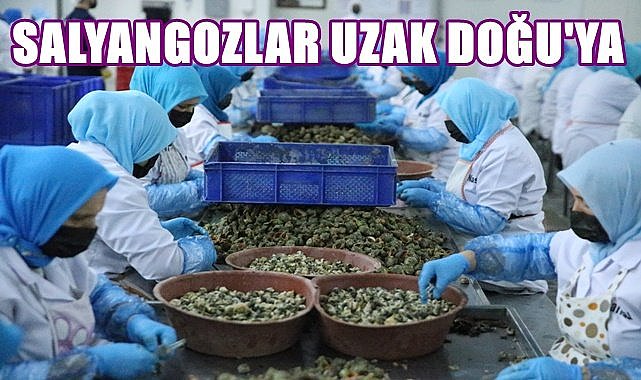 Ordu&#039;da kadınların işlediği salyangozlar Uzak Doğu&#039;ya ihraç ediliyor