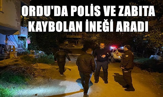 Ordu&#039;da kaybolan ineği polis ile zabıta birlikte buldu