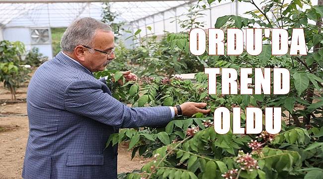 Ordu&#039;da yeni trend