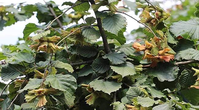 Ordu Fatsa&#039;da icradan satılık fındık bahçesi
