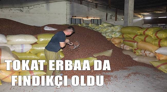Tokat Erbaa'da kaliteli fındık üretilmeye başlandı