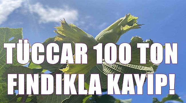 Tüccar 100 ton fındıkla kayıp oldu!