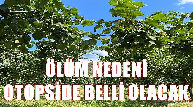 Yaşlı adamın cansız bedeni  fındık bahçesinde bulundu