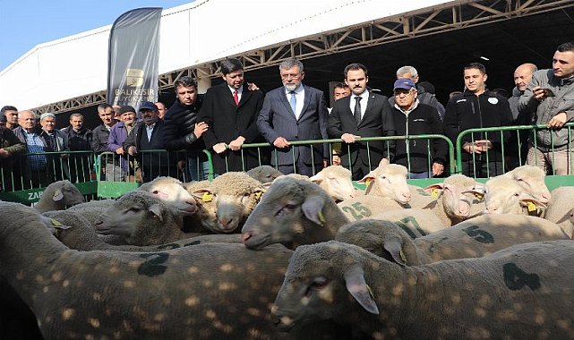 Balıkesirli üreticilere damızlık koç desteği