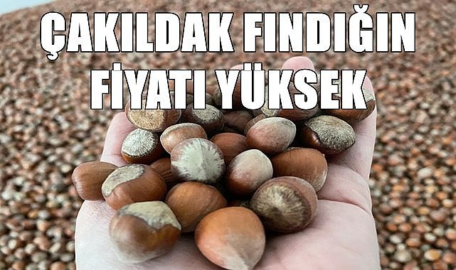 Çakıldak fındık 56 randıman 49.28 TL