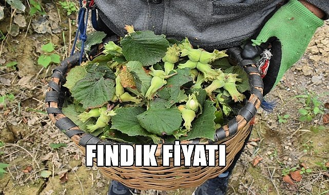 Fındık fiyatı 1.11.2022