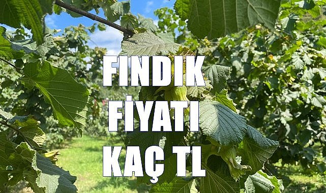 Fındık fiyatı 14.11.2022
