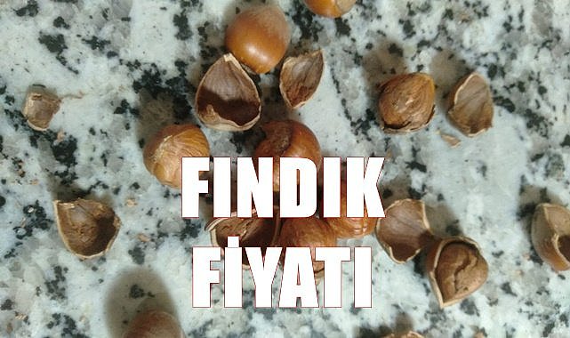 Fındık fiyatı 15.11.2022