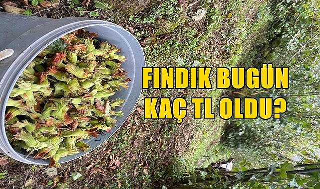 Fındık fiyatı 2.11.2022