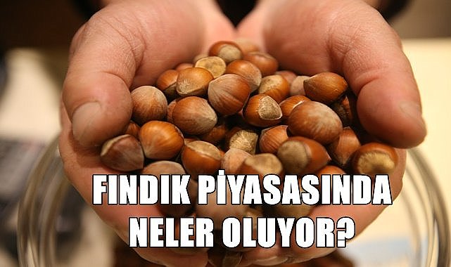 Fındık fiyatı 26.11.2022 Cumartesi