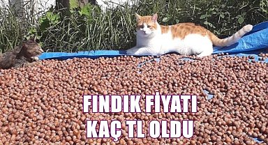 Fındık fiyatı 27.11.2022
