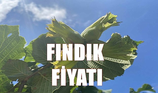Fındık fiyatı 30.11.2022