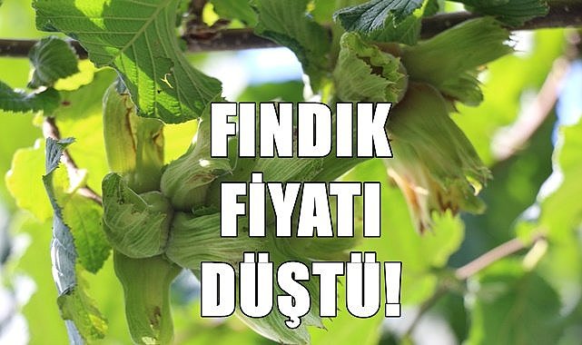Fındık fiyatı düştü! 25.11.2022 günü fındık fiyatı