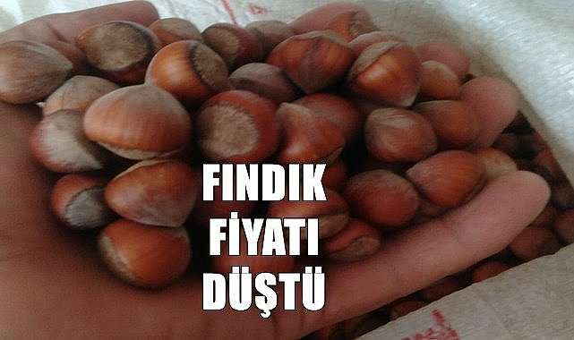 Fındık fiyatı yine düştü