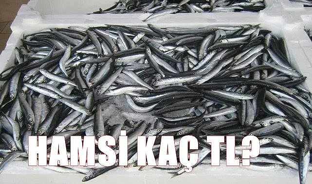 Hamsi fiyatı düştü!