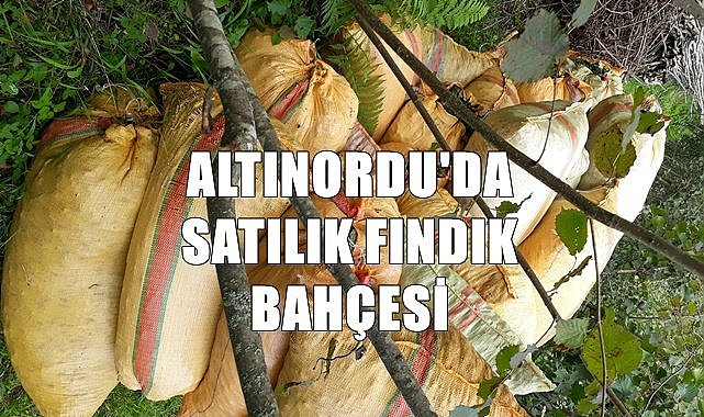 Ordu Altınordu&#039;da icradan satılık fındık bahçesi