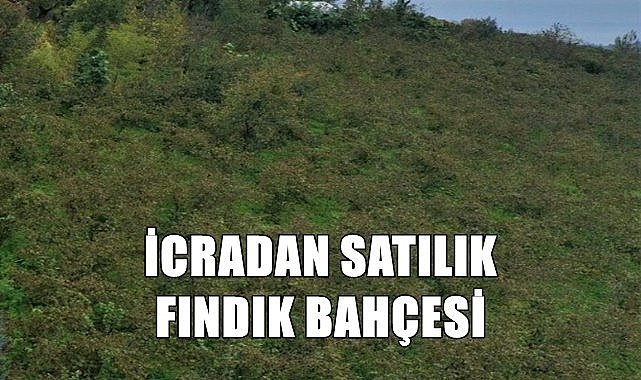 Ordu Çaybaşı&#039;nda fındık bahçesi icradan satılık