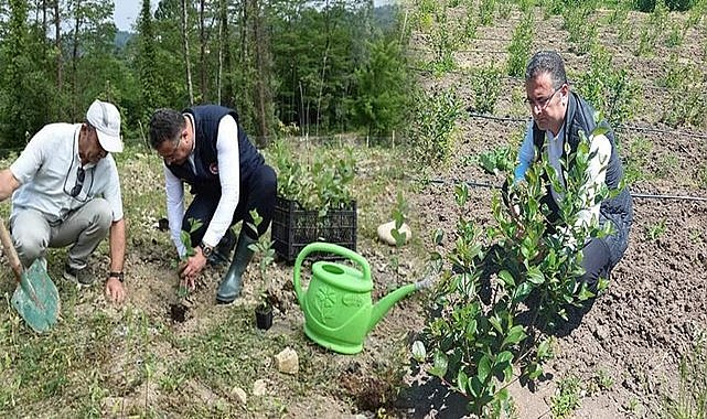 Ordu&#039;da aronya üretimi artıyor
