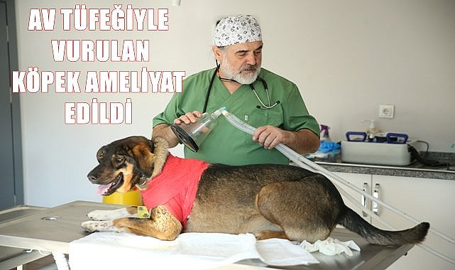 Ordu&#039;da av tüfeğiyle yaralanan köpek ameliyat edildi