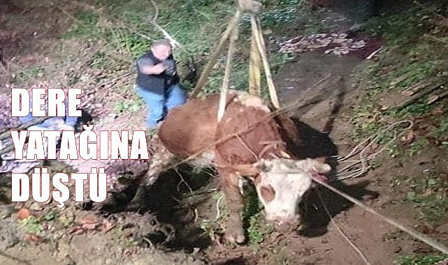 Ordu&#039;da dereye düşen inek için seferber olundu