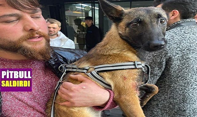 Ordu&#039;da Pitbull cinsi köpek saldırdı