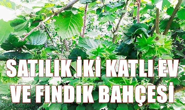 Ordu Korgan&#039;da icradan satılık 2 katlı ev ve fındık bahçesi