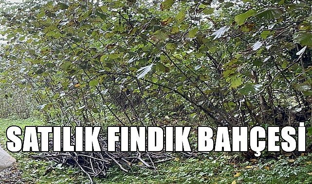 Ordu Perşembe&#039;de fındık bahçesi icradan satılık