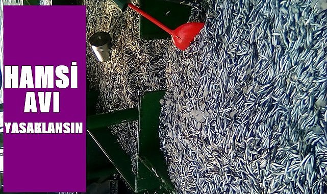 Profesör Aydın: hamsi avı yasaklansın