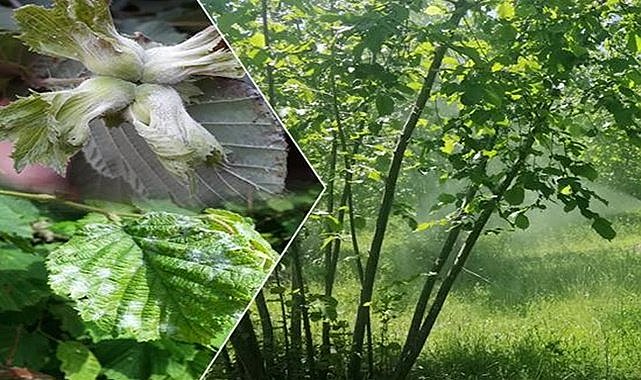 Samsun Terme&#039;den fındık bahçesi icradan satılık