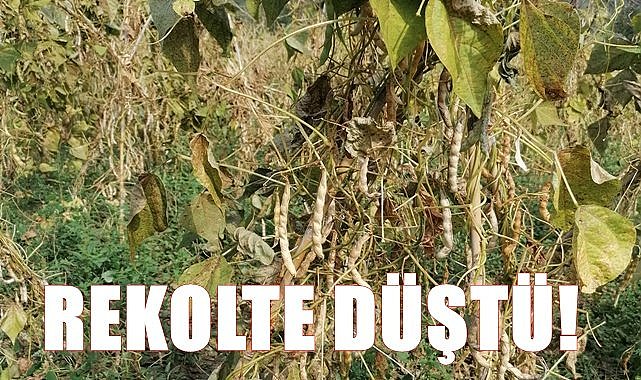 Tescilli Akkuş Fasulyesinde rekolte düştü
