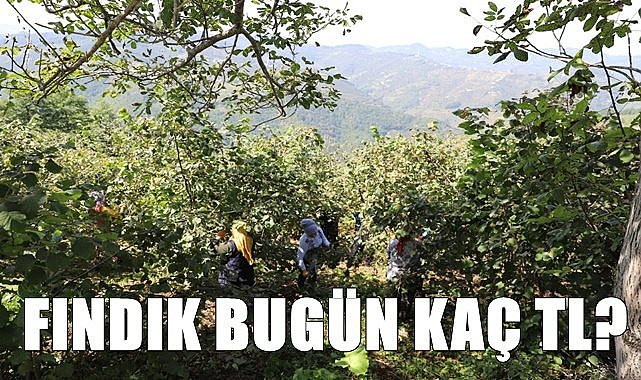 Fındık fiyatı 17.12.2022