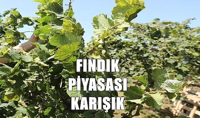 Fındık fiyatı 18.12.2022