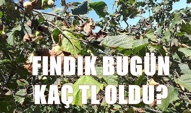 Fındık fiyatı 26.12.2022