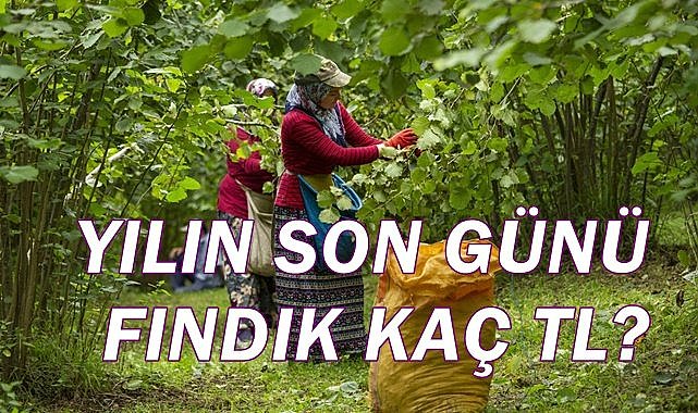 Fındık fiyatı 31.12.2022