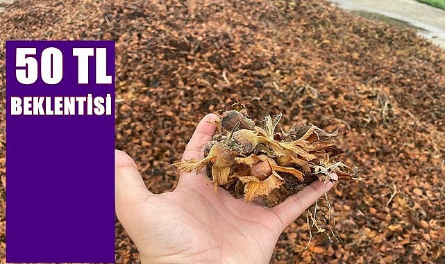 Fındık fiyatı 50 TL olur mu?