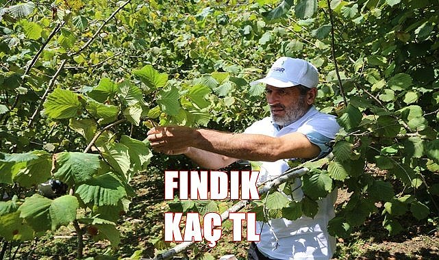 Fındık fiyatı 9.12.2022