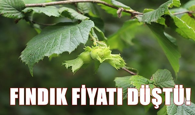 Fındık fiyatı düştü! işte yeni fiyat