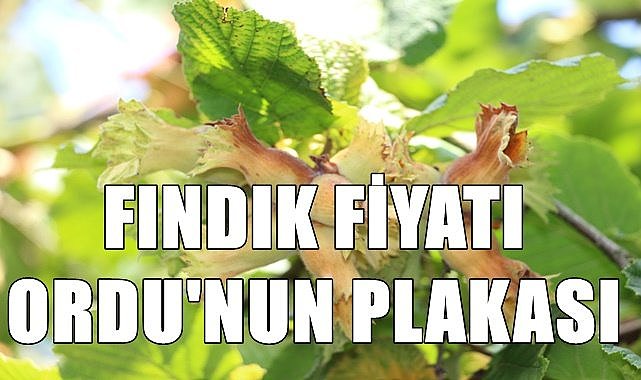 Fındık fiyatı Ordu'nun plakası