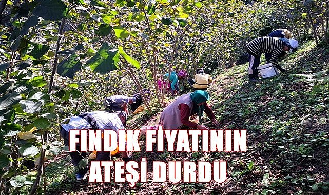 Fındık fiyatının ateşi durdu