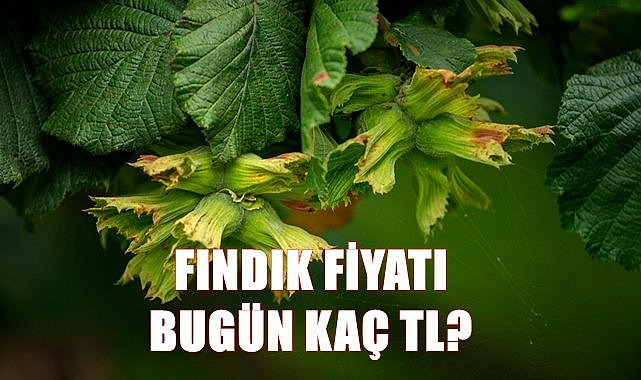 Fındık piyasasında sıcak gelişme, fiyatlar kaç TL?