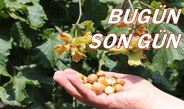 Fındık üreticisi için bugün son gün!