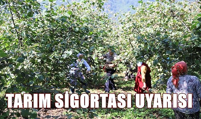 Fındık üreticisine tarım sigortası çağrısı