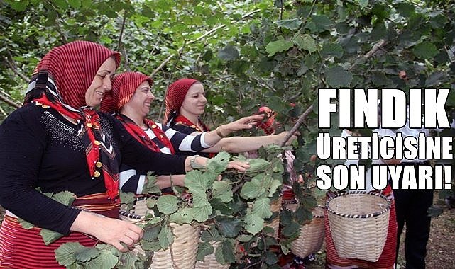 Fındık üreticisine uyarı: 31 Aralık&#039;ta bitiyor