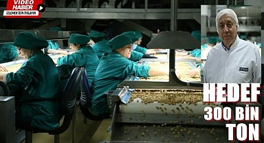 Fındıkta hedef 300 bin ton