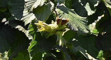 Giresun'da fındık 53 TL