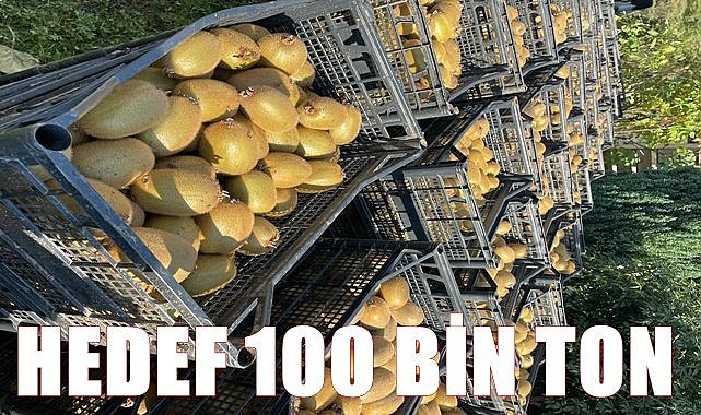 Kivide hedef 100 bin ton rekolte